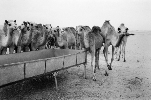 Camels (ab 78€)