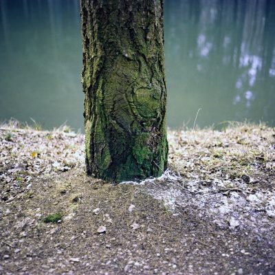 Baum vor Wasser